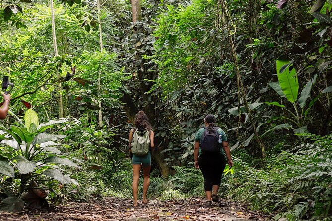 AOA Polynesian Forests - Hiking Sanctuary Biodiversity Tahiti - Key points to know before you go