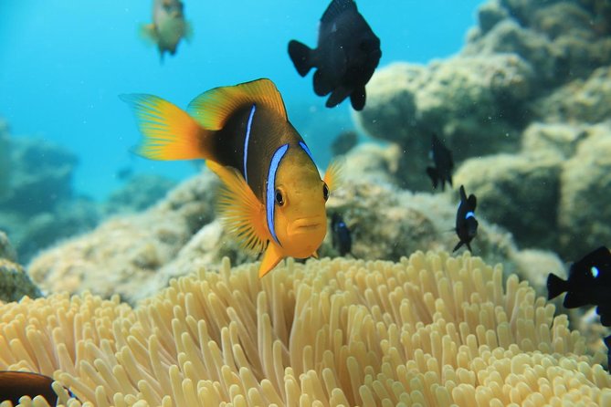 Aqua Safari Introductory Helmet Dive (Underwater Walk) - Who gets the most from this activity