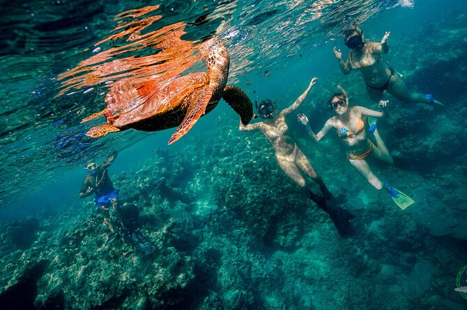 Ariki Adventures: Premium Sea Scooter Turtle Adventure - Where the conservation money goes