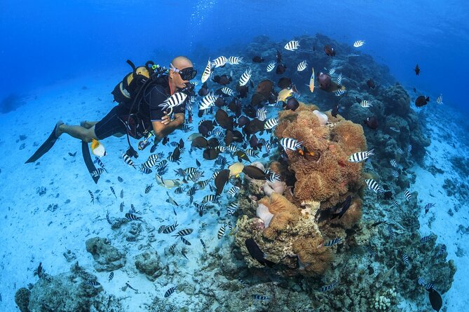 Baptism diving in the turquoise waters of Tahiti - Meeting at the InterContinental at 2 pm