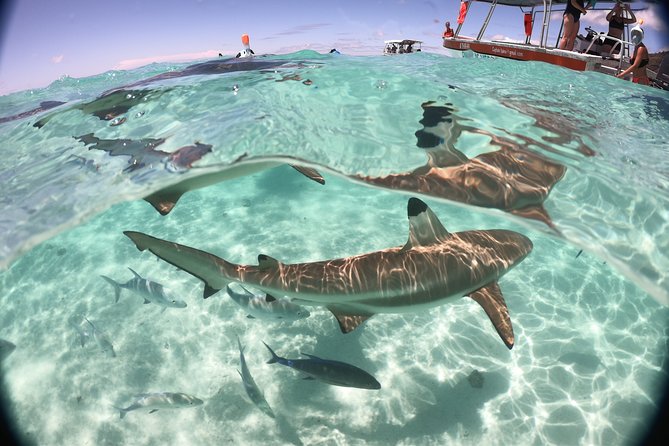 Best Way to Interact with Ocean Wildlife with Lunch. 6H - Guides who add local context