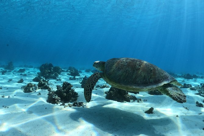 Best Way to Interact with Ocean Wildlife with Lunch. 6H - Should you book it?