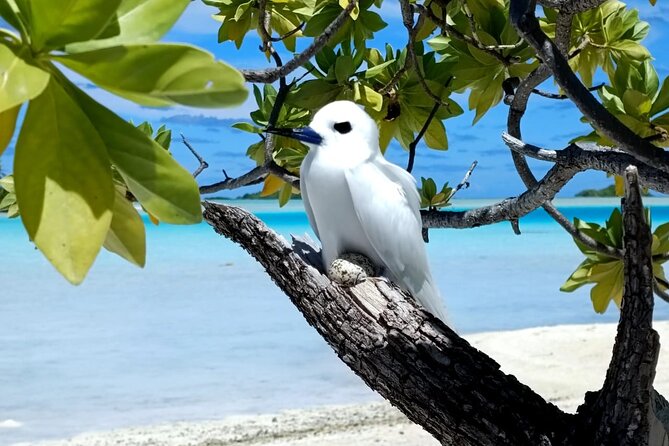 BLUE LAGOON | Eco-tour | Snorkeling Avatoru | Secret Green Lagoon - The secret green lagoon and the last taste of the day
