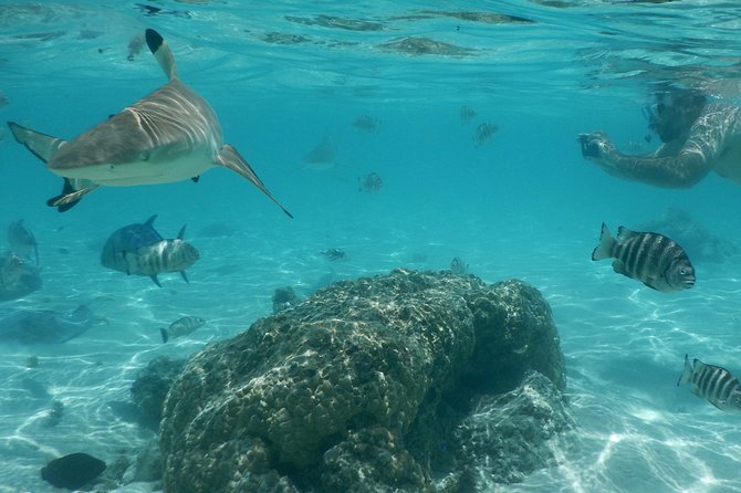 Boat tour 1/2 day Excursion in the lagoon of Moorea - Stingrays and black tip sharks