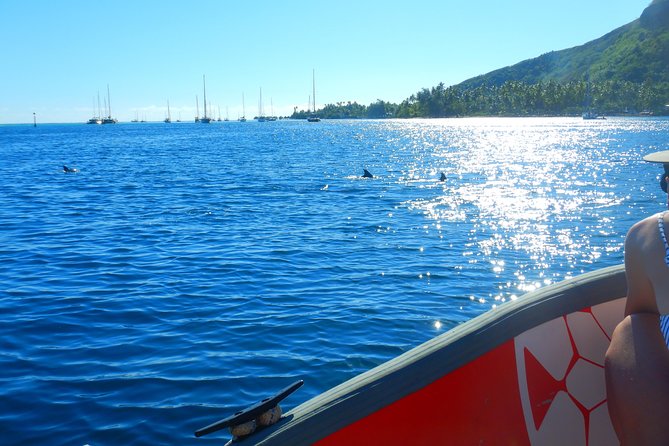 Boat tour 1/2 day Excursion in the lagoon of Moorea - Is $121.46 a good value?