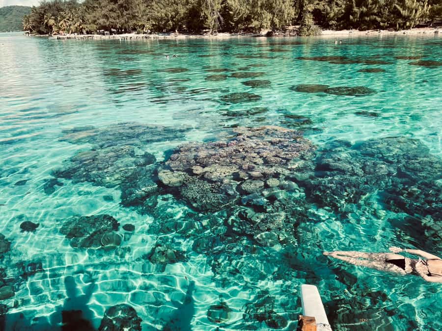 Bora Bora: 1/2 day Coral Discovery tour - Shared tour - Manta rays and black-tip sharks