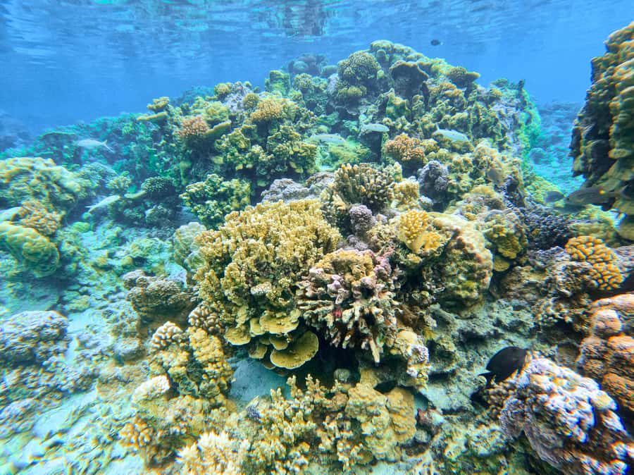 Bora Bora: 1/2 day Coral Discovery tour - Shared tour - Who should book this outing?