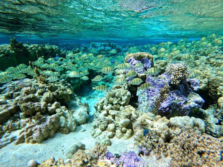 Bora Bora: 1/2 day Coral Discovery tour - Shared tour - Practical ways to enjoy the coral stops