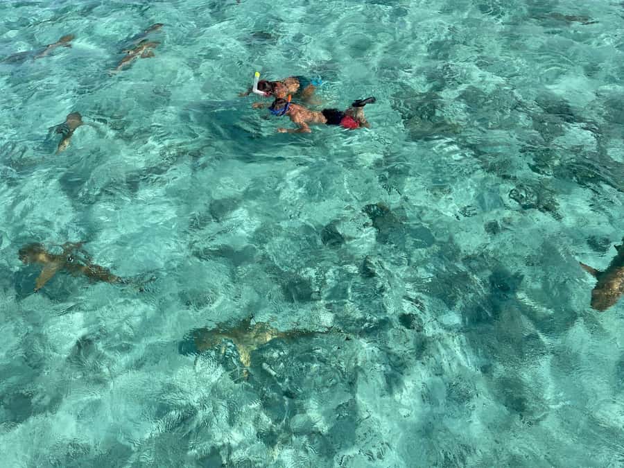 Bora Bora: 1/2 day lagoon safari - Shared tour - Key points at a glance