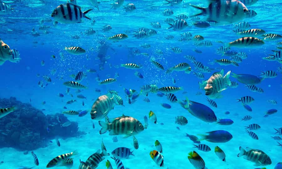 Bora Bora: 1/2 day lagoon safari - Shared tour - Stop two: Bora Bora’s coral garden