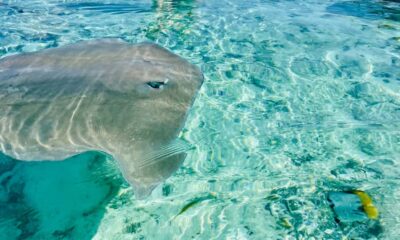 1/2 day lagoon safari – Shared tour