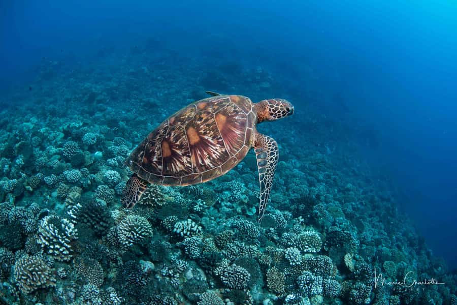 Bora Bora: 1 afternoon dive for certified divers - Key points at a glance