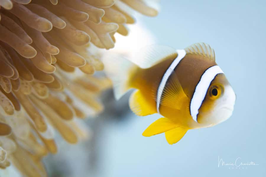 Bora Bora: 1 afternoon dive for certified divers - From hotel pickup to the boat