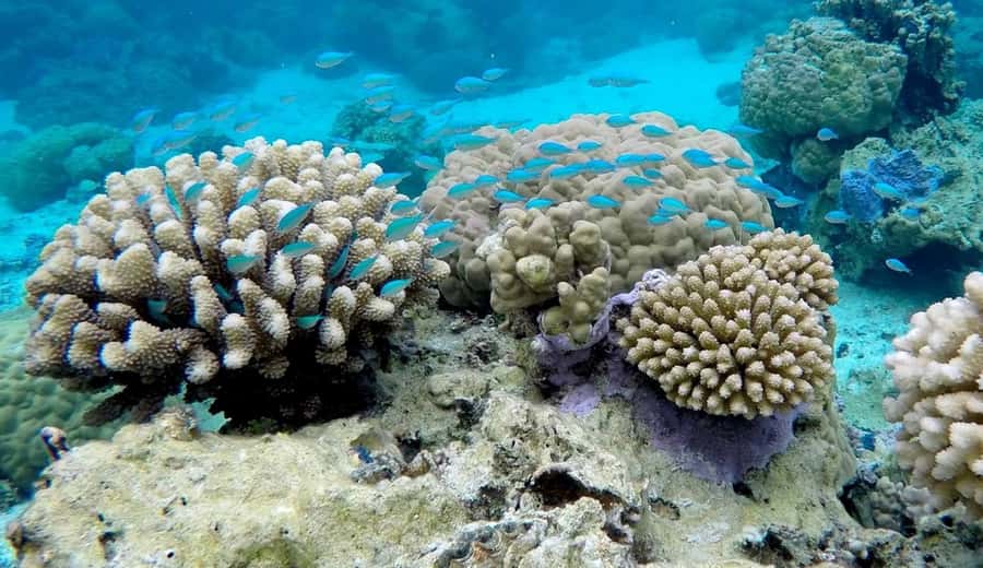 Bora Bora: 3.5-Hour Lagoon Boat Tour with Snorkeling - Swimming Through Bora Bora’s Coral Gardens