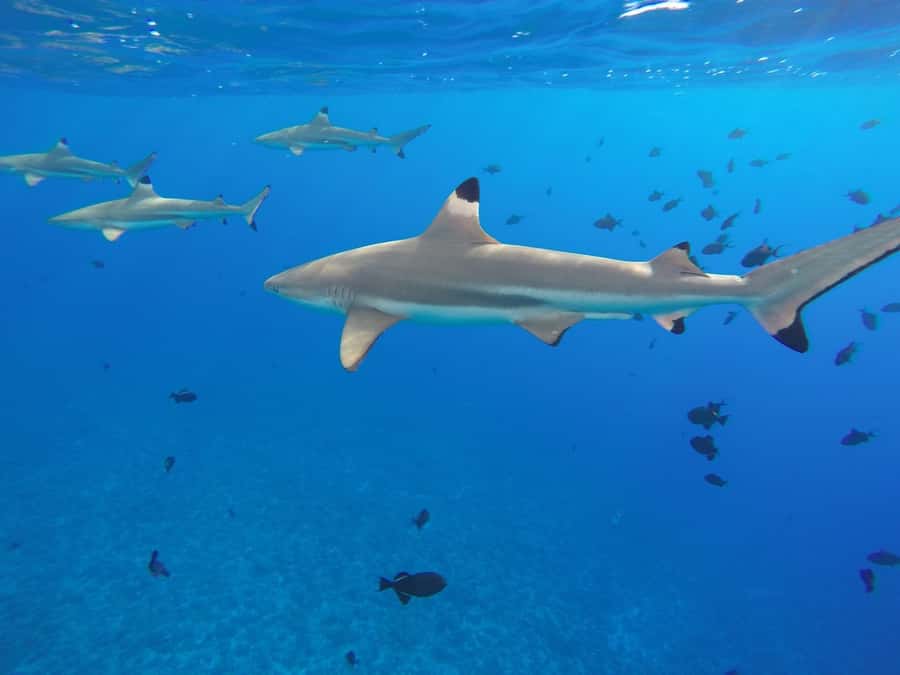Bora Bora: 3.5-Hour Lagoon Boat Tour with Snorkeling - What the Three and a Half Hours Feel Like