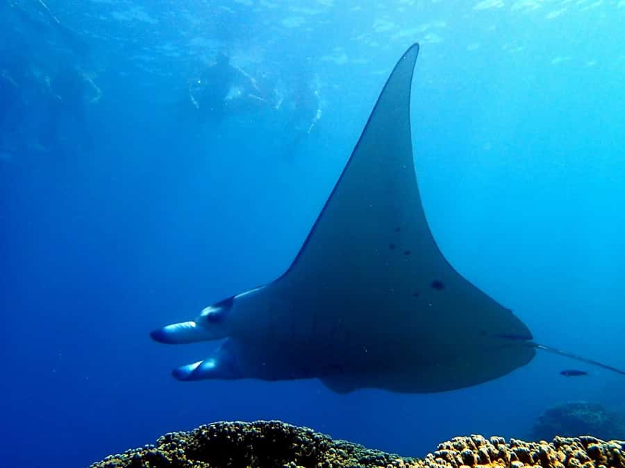 Bora Bora: 3.5-Hour Lagoon Boat Tour with Snorkeling - What to Pack for the Lagoon