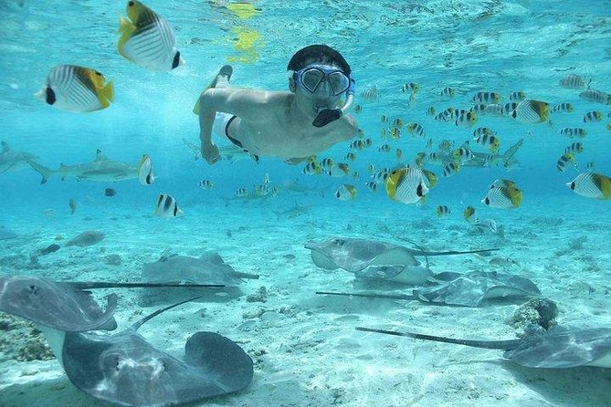 Bora Bora 4WD Tour & Eco Shark & Ray Snorkel Cruise - World War II sites with a local guide