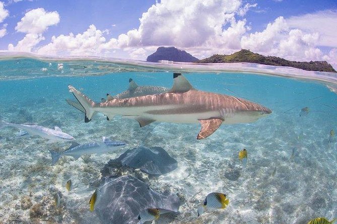 Bora Bora 4WD Tour & Eco Shark & Ray Snorkel Cruise - Coral gardens and the second snorkel stop