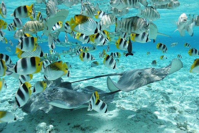 Bora Bora 4WD Tour & Eco Shark & Ray Snorkel Cruise - What the day feels like in practice
