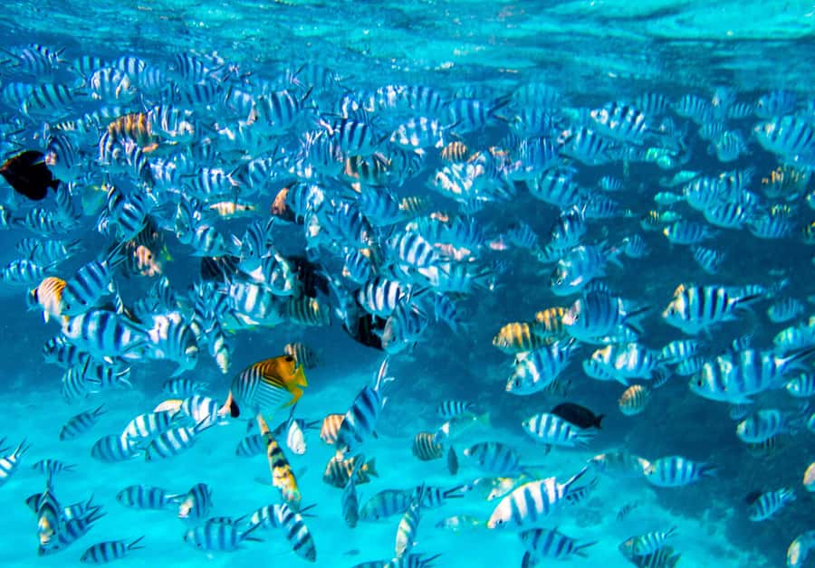 Bora Bora: 4x4 Safari with Snorkelling Combo Tour - A day with music, scenery, and a little road bounce