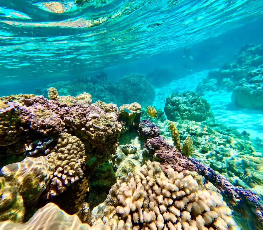 Bora Bora: Blue Lagoon Cruise, Snorkeling and Lunch . - Lunch on a motu with your feet in the water