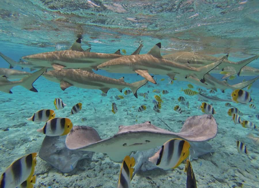 Bora Bora by Land and Sea: 4WD Safari and Snorkel - Snorkeling around the coral gardens