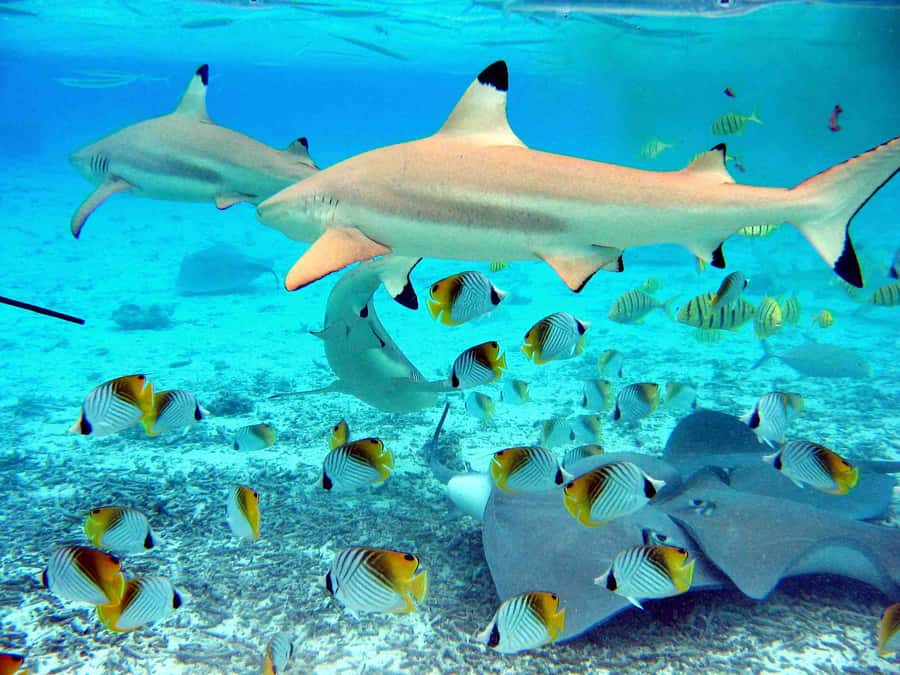Bora Bora: Eco Shark and Snorkeling Safari - Key points to know before you book