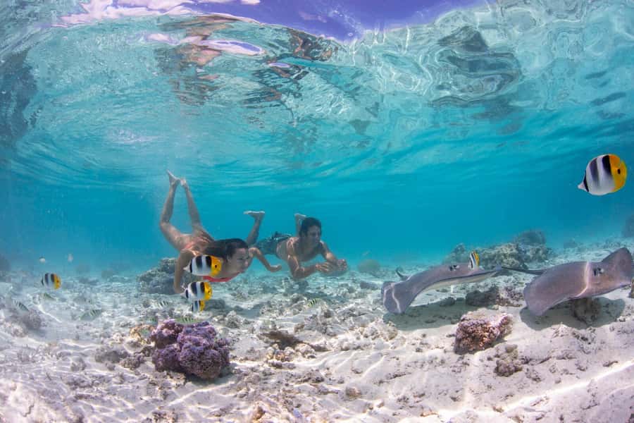 Bora Bora: Eco Shark and Snorkeling Safari - Stop one: black-tip reef sharks and stingrays