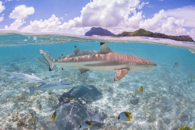 Bora Bora Eco Snorkel Cruise Including Snorkeling with Sharks and Stingrays - Who Will Enjoy This Bora Bora Snorkel Cruise?