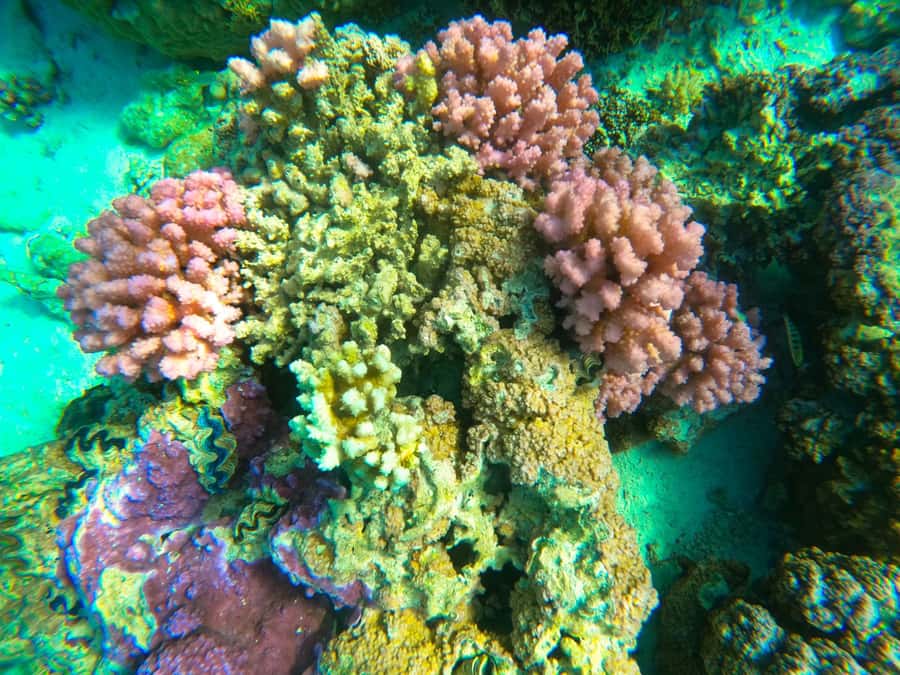 Bora Bora: Full day Lagoon Safari & Lunch on a Motu - ST - Why this six-hour lagoon safari is worth considering