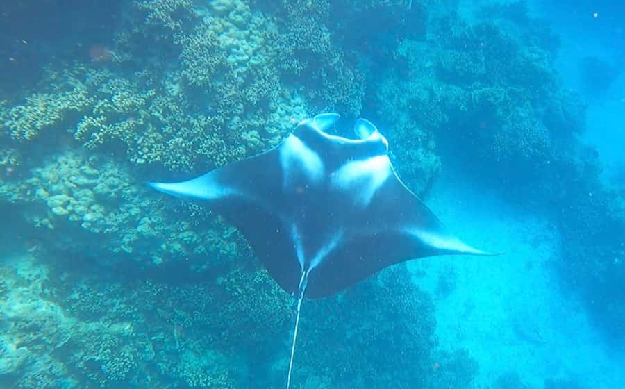 Bora Bora: Full day Lagoon Safari & Lunch on a Motu - ST - First water stop: blacktip sharks and stingrays