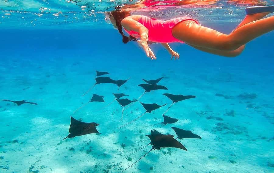 Bora Bora: Full day Lagoon Safari & Lunch on a Motu - ST - Weather, swimming ability, and comfort