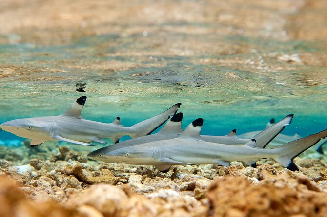 Bora Bora Full Day Snorkeling with Lunch - What to bring and how to pace yourself