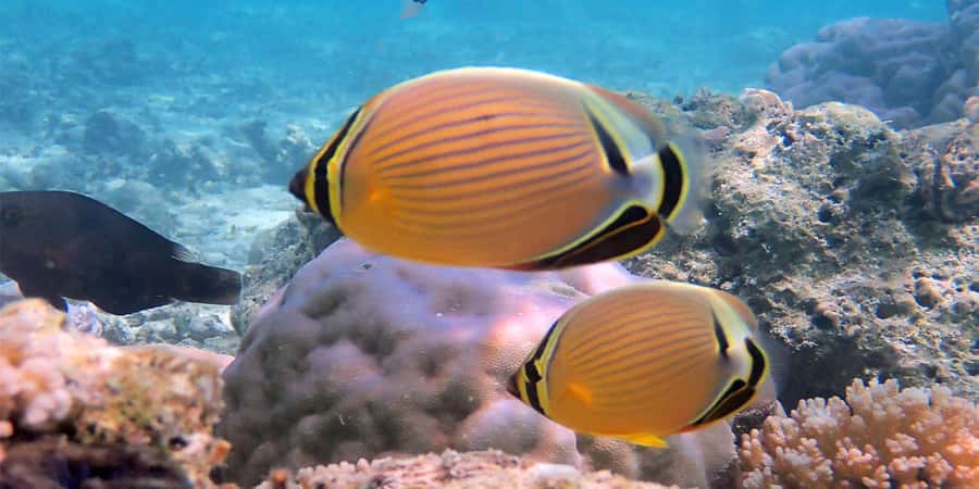 Bora Bora: Half Day Catamaran Sailing & Snorkelling - Snorkeling at the coral garden