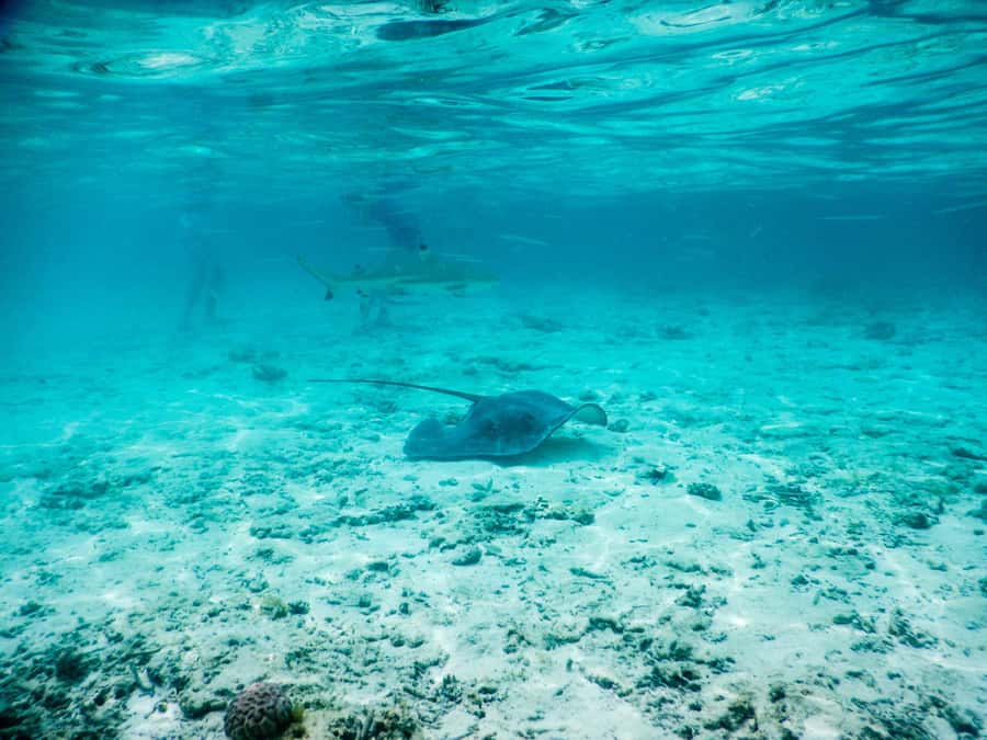 Bora Bora: Half-Day Lagoon Snorkelling Tour - Bora Bora’s lagoon in one compact morning