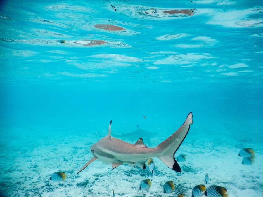 Bora Bora: Half-Day Lagoon Snorkelling Tour - Second stop: waist-deep water with rays