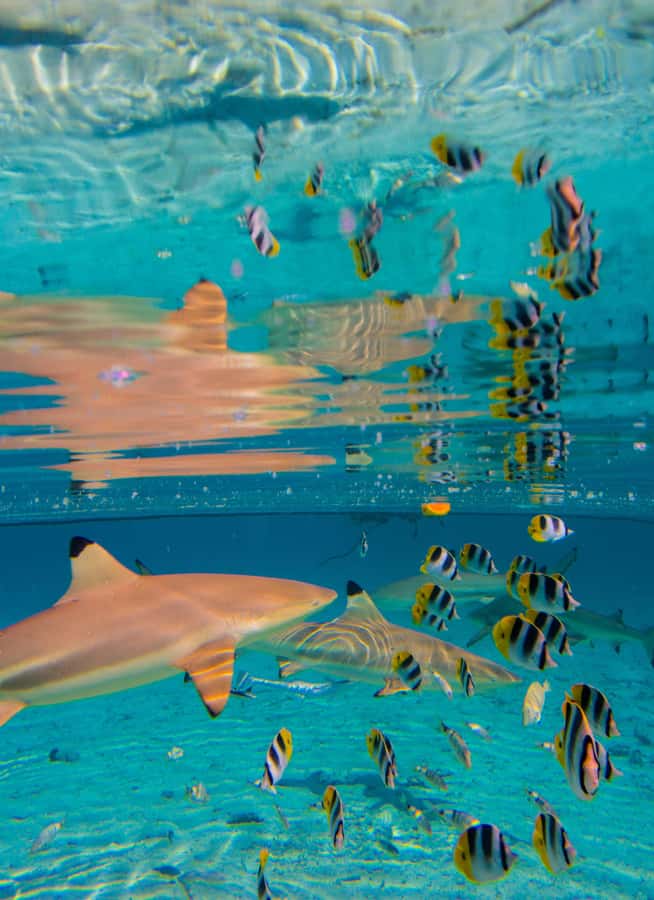 Bora Bora: Half-Day Lagoon Snorkelling Tour - A short visit to the private motu