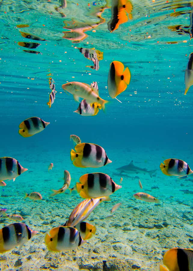 Bora Bora: Half-Day Lagoon Snorkelling Tour - What the $106 price covers