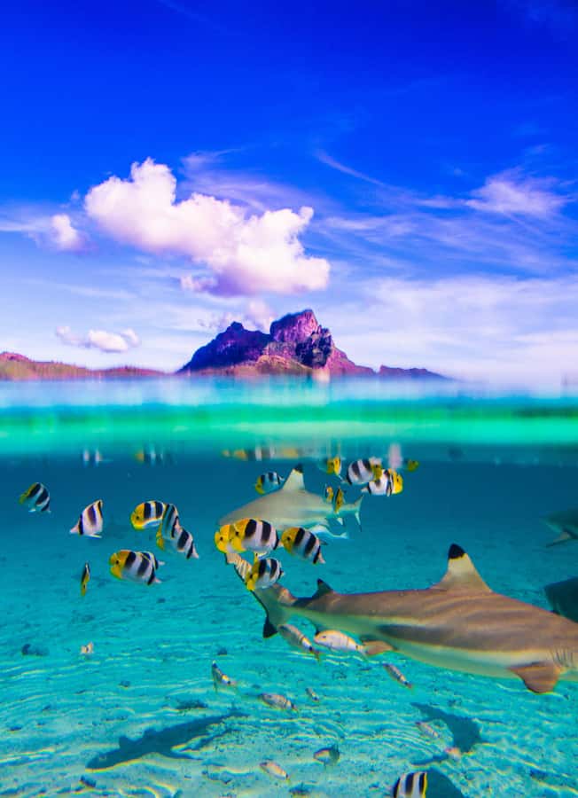 Bora Bora: Half-Day Lagoon Snorkelling Tour - Should you book the Bora Bora half-day lagoon tour?