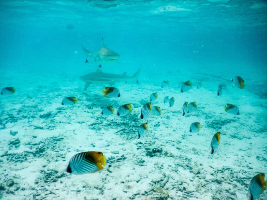 Bora Bora: Half-Day Lagoon Snorkelling Tour - First stop: small reef sharks along the reef edge