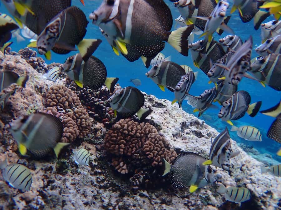 Bora Bora: Introductory Dive - The Pickup Sets the Tone