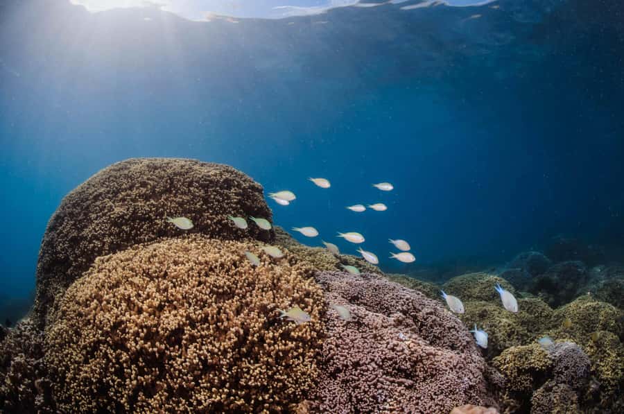 Bora Bora: Introductory Dive - The Equipment and What You Bring