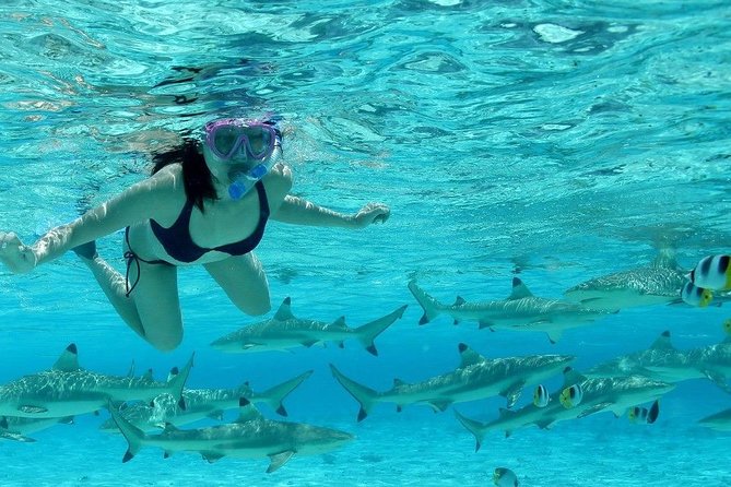 Bora Bora Jet Ski Tour, & Eco Shark / Ray Snorkel Cruise - Snorkeling with black-tip reef sharks and stingrays