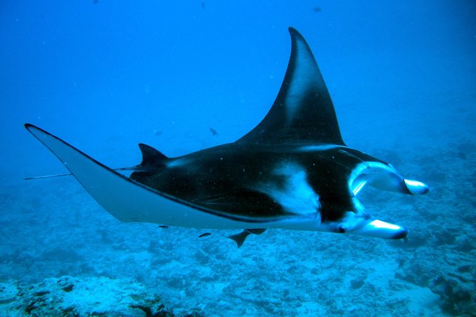 Bora Bora Jet Ski Tour, & Eco Shark / Ray Snorkel Cruise - Timing, transfers, and the day’s real pace