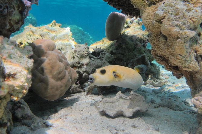 Bora Bora Lagoon Snorkeling Tour by Private Boat - Manta rays and eagle rays in open water
