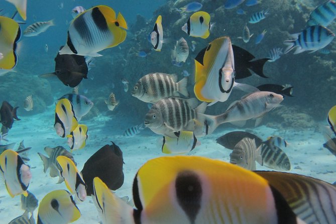 Bora Bora Lagoon Snorkeling Tour by Private Boat - Sharks, eels, turtles, and reef fish