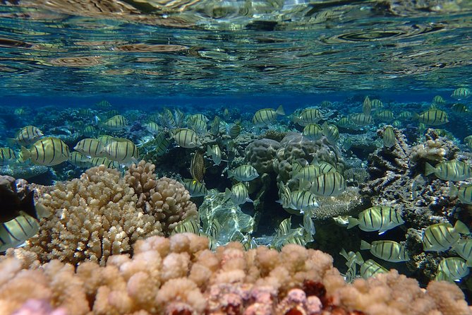 Bora Bora Lagoon Snorkeling Tour by Private Boat - Who should book this private snorkeling trip?