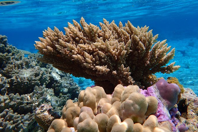 Bora Bora Lagoon Snorkeling Tour by Private Boat - Coral gardens: the most colorful stop