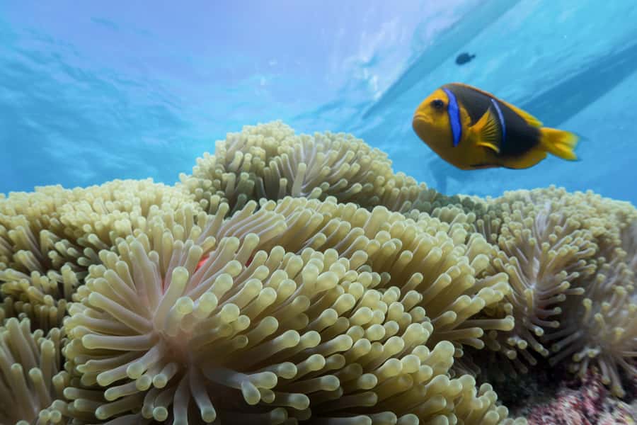 Bora Bora: Lagoon Tour and Snorkeling Experience - Key points at a glance