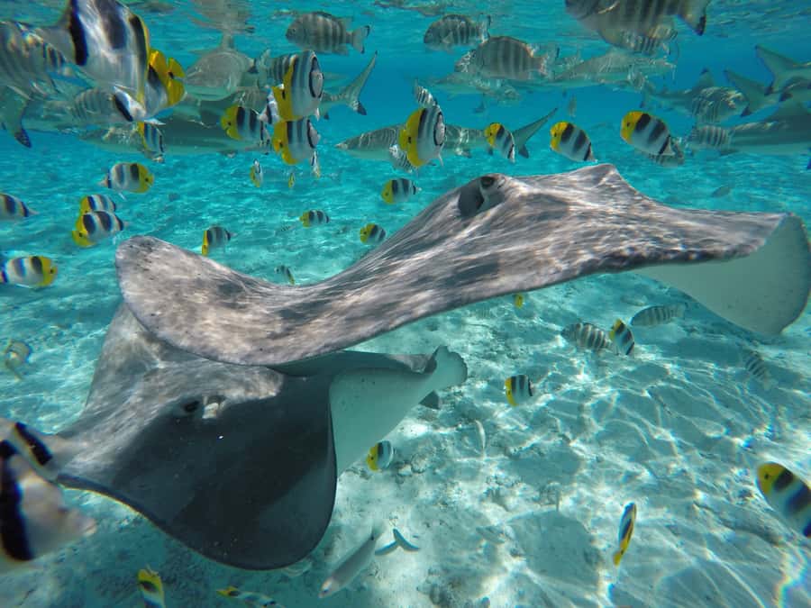 Bora Bora: Lagoon Tour and Snorkeling Experience - Stop one: meeting Bora Bora’s stingrays